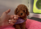 A KALİTE MİNİ TOY POODLE BEBEKLER